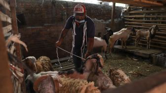 Pedagang mengurus kambing yang dijualnya di Pasar Kambing, Tanah Abang, Jakarta Pusat, Rabu (7/7/2021). [Suara.com/Alfian Winanto]