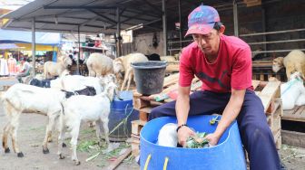 Pedagang memotong pakan kambing di Pasar Kambing, Tanah Abang, Jakarta Pusat, Rabu (7/7/2021). [Suara.com/Alfian Winanto]