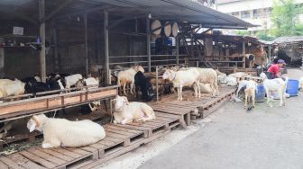 Pengamat Minta Warga Bekasi Awasi Kebijakan Pemkot yang Gelontorkan Dana Rp 6,2 Miliar untuk Budidaya Kambing