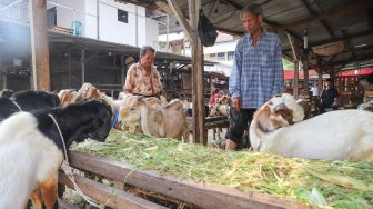Dana Rp 6,2 Miliar untuk Budidaya Ternak, Pemkot Bekasi: Untuk Pembuatan 100 Kandang, 1000 Kambing Betina dan Pakan