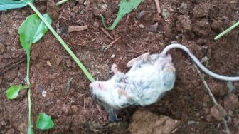 Viral Tikus Teler Usai Dua Hari Nikmati Ganja, Pulih Setelah Diberi Dosis Ringan