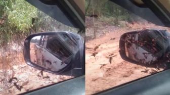 Lebih Seram dari Rumah Hantu Drive-Thru, Pemobil Ini Dikepung Hewan yang Bikin Merinding, Apa Itu?