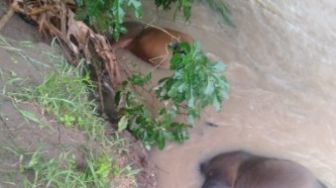 Puluhan Sapi Meninggal Terseret Banjir di Kabupaten Bulukumba, Jembatan Putus