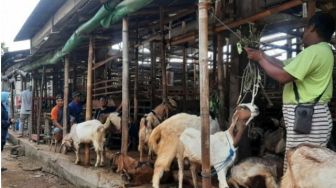 MUI Minta Publik Potong Hewan Kurban di Rumah Potong Hewan
