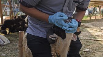 Petugas Kesehatan Hewan Dinas Pertanian Provinsi Banten memeriksa hewan kurban di Pasar Hewan Cipocok, Serang, Banten, Sabtu (10/7/2021). [ANTARA FOTO/Asep Fathulrahman]