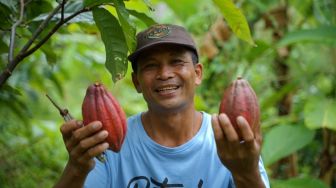 Transfer Fiskal Berbasis Ekologi Dukung Budidaya Kakao Papua