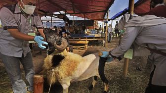 Tebar Hewan Kurban 1443 H, Dompet Dhuafa Distribusikan 40 Ribu Domba dan Kambing, Tersebar di 12 Provinsi Indonesia