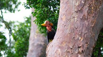 Rangkong Gading Maskot Kalimantan Barat