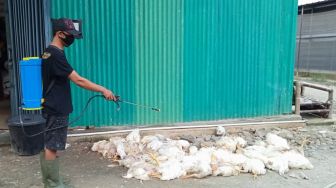 Astaga! Dampak PPKM Darurat, Ratusan Ayam di Banjarnegara Mati Setiap Hari