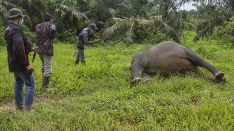 Buntut Kematian Lima Ekor Gajah di Aceh, Polisi Ringkus 11 Orang