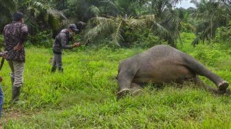 Gajah Sumatera Ditemukan Mati, Hilang Kepala di Kebun Sawit