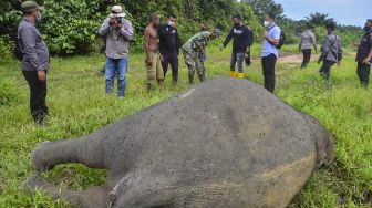 Polisi Aceh Timur Bentuk Tim Khusus, Cari Pemburu yang Penggal Kepala Gajah hingga Buntung