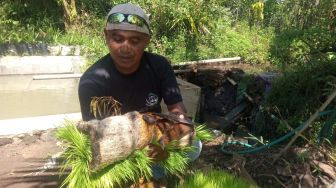 Unik, Usaha Pembibitan Padi Gulung di Magelang Ini Mirip Karpet