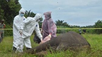 Misteri Gajah Mati Tanpa Kepala di Aceh, Siapa Pelakunya?