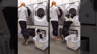 Lihat Aksi Anjing Pintar yang Bantu Pemiliknya Mencuci Pakaian