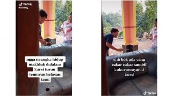 Bongkar Sofa Umur Belasan Tahun, Satu Keluarga Syok Ada Hewan Hidup di Dalamnya