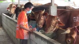 Imbas PPKM Darurat, Penjual Sapi Kurban Lakukan Ini