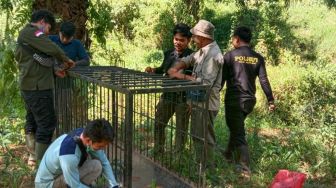 Kemunculan Harimau Sumatera Hebohkan Warga Pasaman Barat, Videonya Beredar di Medsos