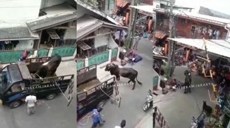 Sapi Ngamuk Mau Dikurban Sampai Seret Warga yang Ingin Turunkan dari Mobil