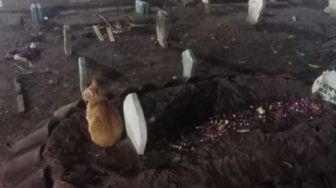 Viral Kucing Duduk di Atas Kuburan Majikan, Netizen: Begitu Setianya Kamu