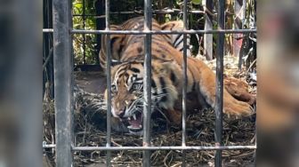 Sempat Bikin Resah, Harimau Sumatera di Kebun Sawit Pasaman Barat Akhirnya Tertangkap