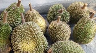 Lagi Musim, Ternyata Durian Jenis Ini yang Banyak Dicari di Bengkalis