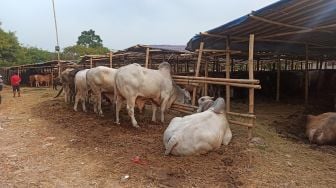 1.150 Kepala Keluarga Suku Anak Dalam di Jambi Terima Daging Kurban