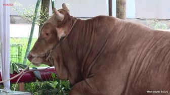 Penampakan Sapi Kurban Presiden Jokowi di Masjid Istiqlal