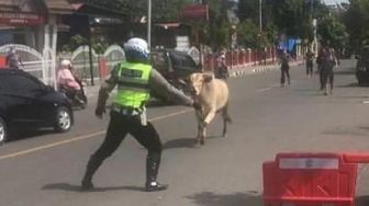 Sapi Ngamuk Nyebur ke Sungai, Netizen Malah Salfok ke Sepatu Pria Ini