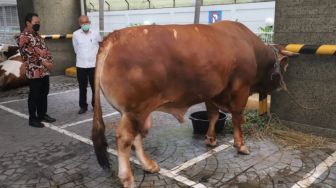 Idul Adha, Menteri Trenggono Berkurban Sapi Limosin 1,3 Ton