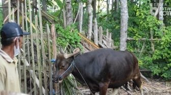 Sapi Warga Banyuwangi Mengamuk, Akhirnya Disembelih Dulu Lalu Dibawa ke Masjid