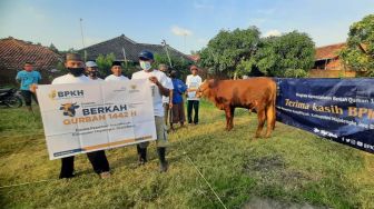 Baznas dan BPKH Salurkan 50 Sapi sebagai Berkah Qurban ke Seluruh Indonesia