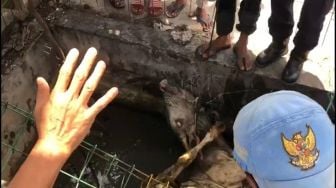 Sapi Lepas di Pekanbaru Disembelih di Parit, Sempat Kejar-kejaran dengan Petugas 2 Jam