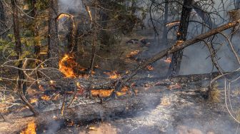 Api membakar pohon-pohon yang ada di hutan dekat Paisley, Oregon, Amerika Serikat, Selasa (20/7/2021). [AFP/Photo]