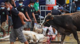 Petugas saat akan melakukan pemotongan hewan kurban untuk hari raya Idul Adha di Masjid Agung Al Azhar, Jakarta Selatan, Rabu (21/7/2021). [Suara.com/Alfian Winanto]