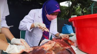 Petugas melakukan pengecekan bagian hewan kurban dari cacing hati di Masjid Agung Al Azhar, Jakarta Selatan, Rabu (21/7/2021). [Suara.com/Alfian Winanto]