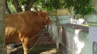 Juara Sapi Terbaik di Riau, Ini 11 Fakta Sapi Kurban Presiden Jokowi