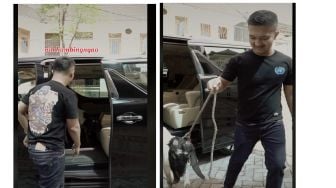 Bak Penumpang VVIP, Kambing Kurban Ini Diangkut Gunakan Toyota Alphard