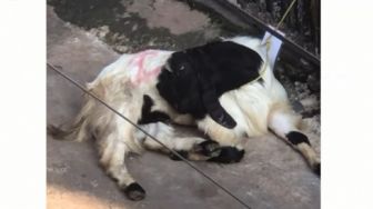 Viral Kambing Syok 'Pura-pura Mati' Lihat Kawan Disembelih, Warganet Hujat Panitia Kurban