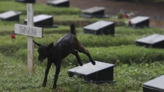 Seekor kambing mencari rumput di area pemakaman khusus COVID-19 di TPU Tegal Alur, Jakarta, Jumat (23/7/2021). [Suara.com/Angga Budhiyanto]