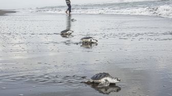 Tukik Penyu Lekang (Lepidochelys olivacea) dari konservasi penyu Nagaraja dilepasliarkan di Pantai Sodong, Desa Karangbenda, Adipala, Cilacap, Jateng, Jumat (23/7/2021). [ANTARA FOTO/Idhad Zakaria]