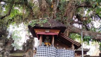 Wisata Bali: Merasakan Aura Magis Pohon Kampuak Pura Gede Hyang Api di Badung