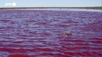Viral! Danau di Argentina Berubah Warna Jadi Pink