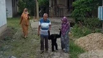 Pasutri di Riau Serahkan Siamang, 6 Tahun Lalu Diselamatkan dari Kebakaran