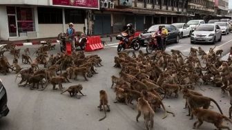 Diserang Kawanan Monyet Liar, Petani Palawija di Kaki Gunung Sawal Gagal Panen