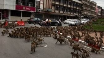 Nggak Ada Wisatawan, Monyet Kelaparan Serbu Rumah Warga di Bali