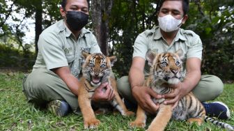 Perawat satwa bermain bersama dua bayi Harimau Sumatera (Panthera tigris sumatrae) saat pemberian nama bayi tersebut pada peringatan Hari Harimau Sedunia di Taman Safari Prigen, Pasuruan, Jawa Timur, Kamis (29/7/2021). [ANTARA FOTO/Zabur Karuru]