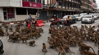 Viral! Jalanan Thailand Macet Parah Gegara Tawuran Dua Kelompok Monyet