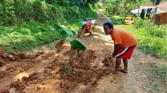 Puluhan Tahun Tak Diperbaiki, Warga Cianjur Tanami Pohon Pisang di Sepanjang Jalan Rusak