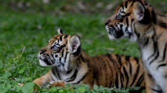 Heboh, Harimau Sumatera Mangsa 2 Ekor Kambing Warga Agam